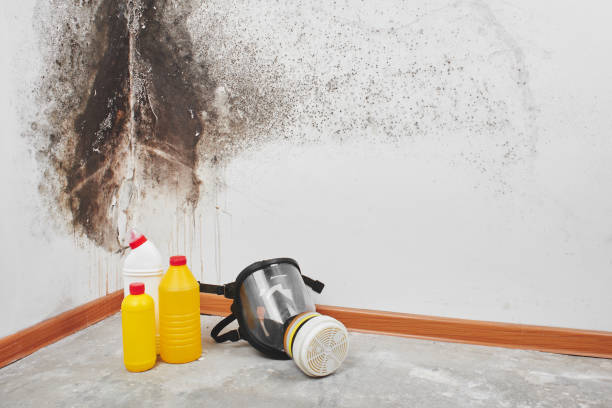 Best Best Mold Removal Companies  in Burlingame, CA