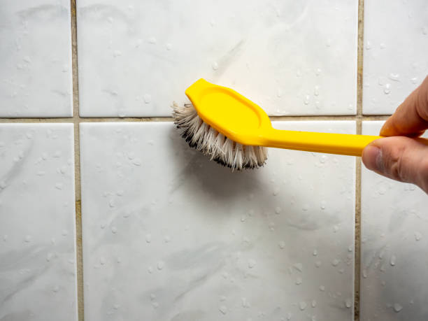 Reliable Burlingame, CA Mold Removal Solutions