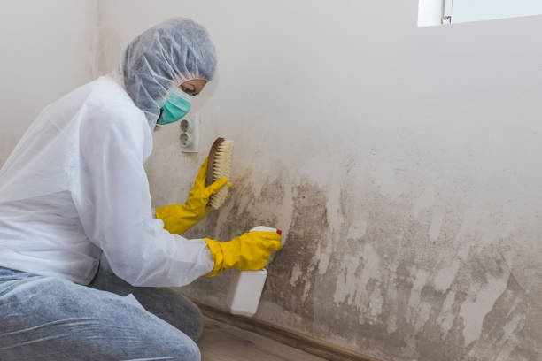 Crawl Space Mold Removal in Burlingame, CA