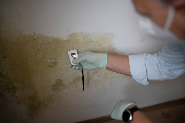 Best Fast Mold Removal  in Burlingame, CA