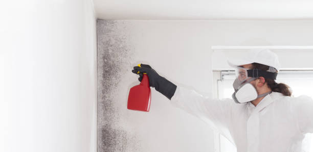 Best Mold Testing and Removal  in Burlingame, CA