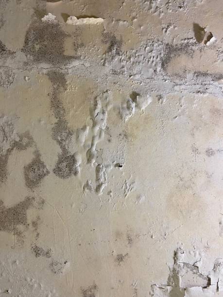 Best Toxic Mold Removal  in Burlingame, CA