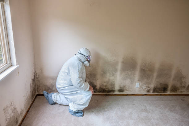 Best Commercial Mold Removal  in Burlingame, CA