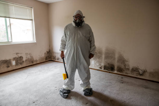 Best Certified Mold Removal  in Burlingame, CA