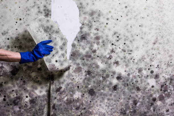 Best Commercial Mold Removal  in Burlingame, CA