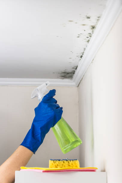 Certified Mold Removal in Burlingame, CA