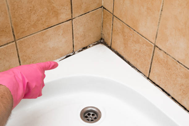  Burlingame, CA Mold Removal Pros