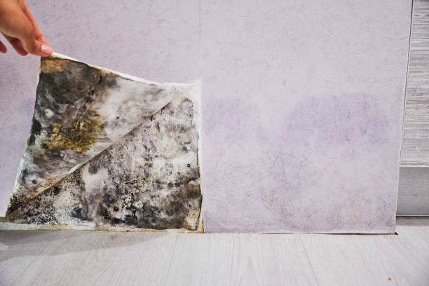 Best Best Mold Removal Companies  in Burlingame, CA
